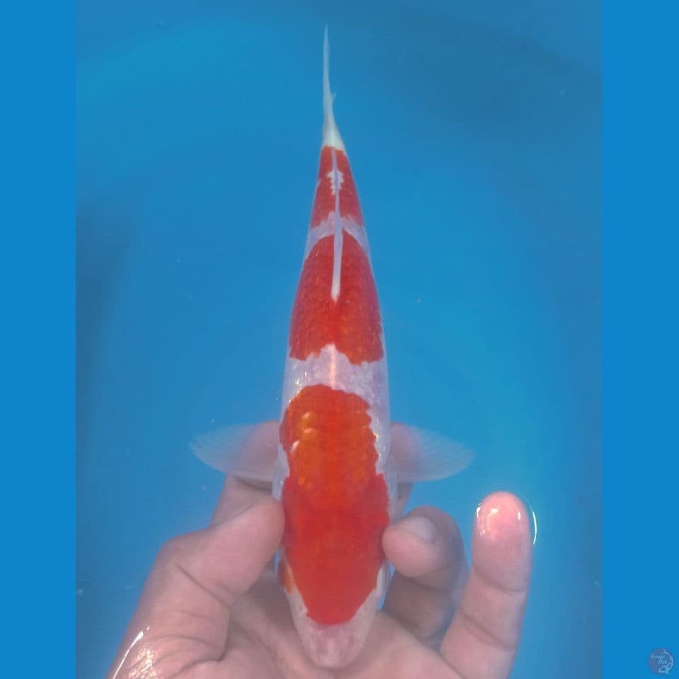 GINRIN 27CM