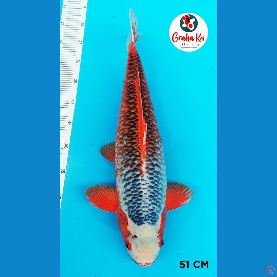 Asagi sangar jumbo 50cm