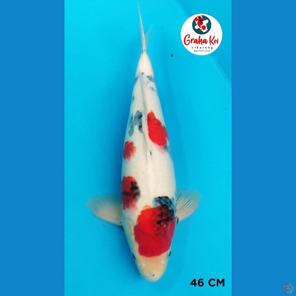 Kindai Showa SQ import sekiguchi farm japan 46cm ( sertifikat sdh hilang)