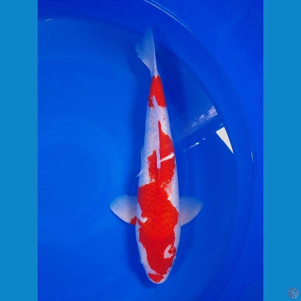 Male Kohaku
