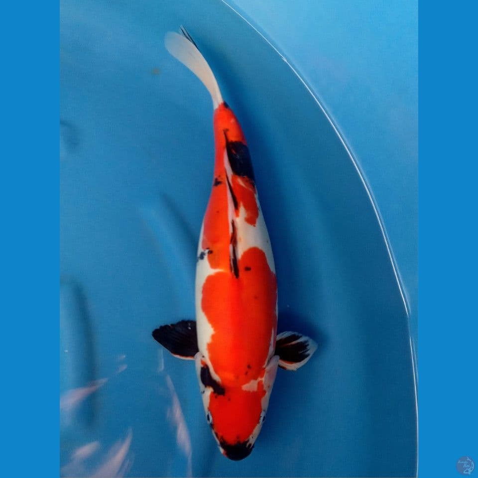 DOITSU SHOWA F 47CM