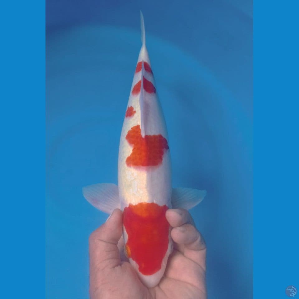 KOHAKU 40CM