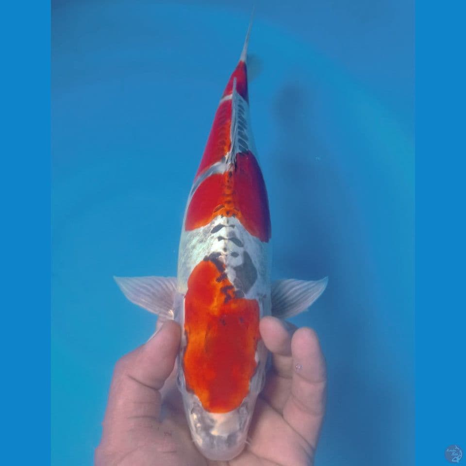 KIKO 40CM