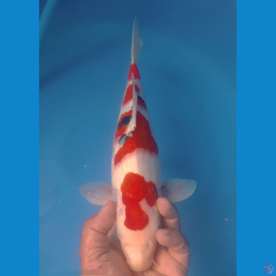 SANKE 40CM