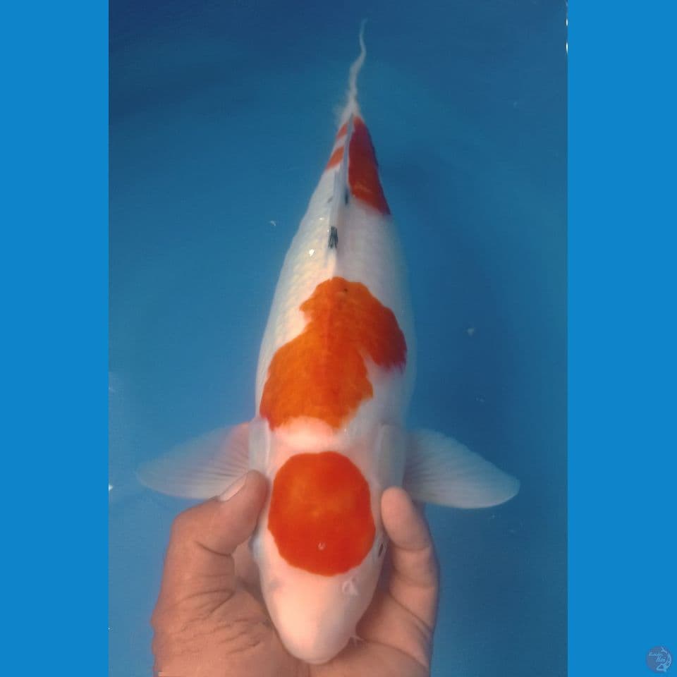 BADAK 45CM