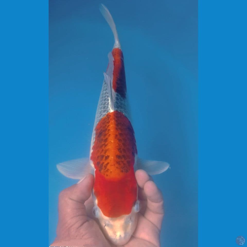GOSHIKI 38CM