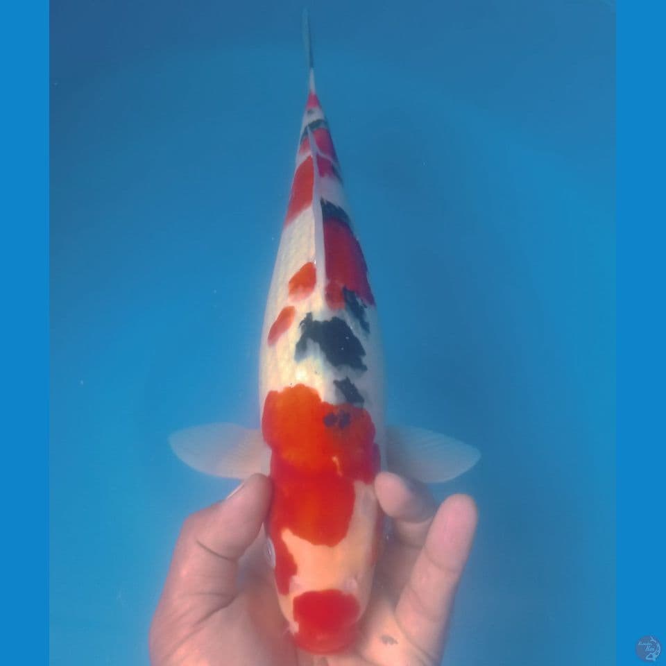 SANKE 40CM