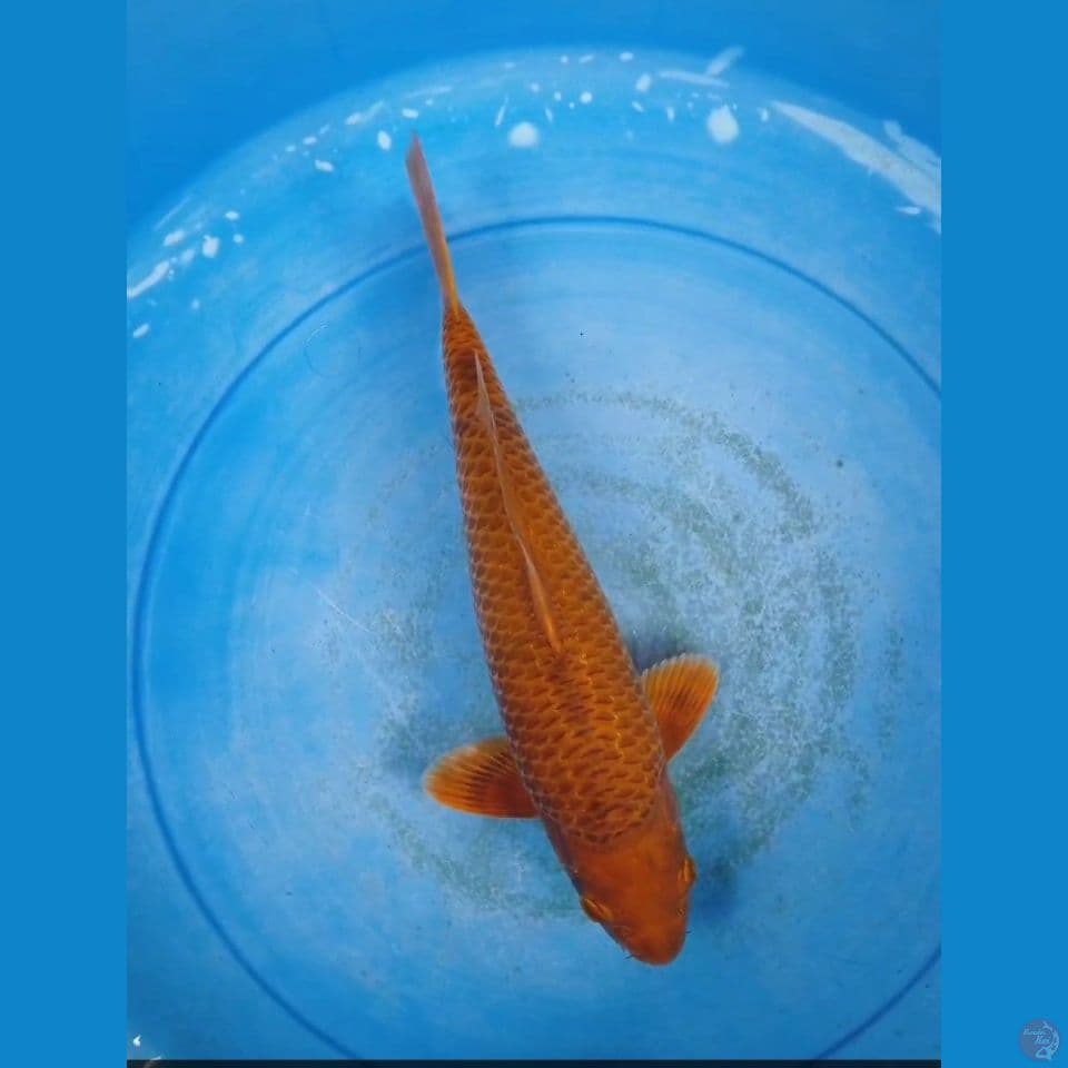 caramel 35 cm