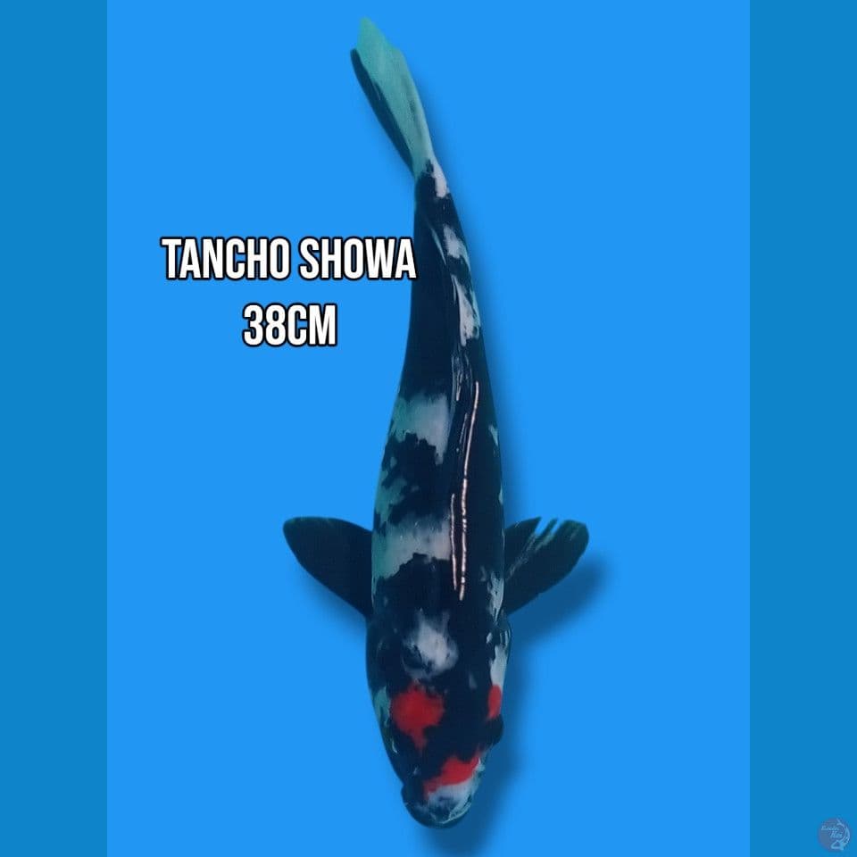 Tancho Showa