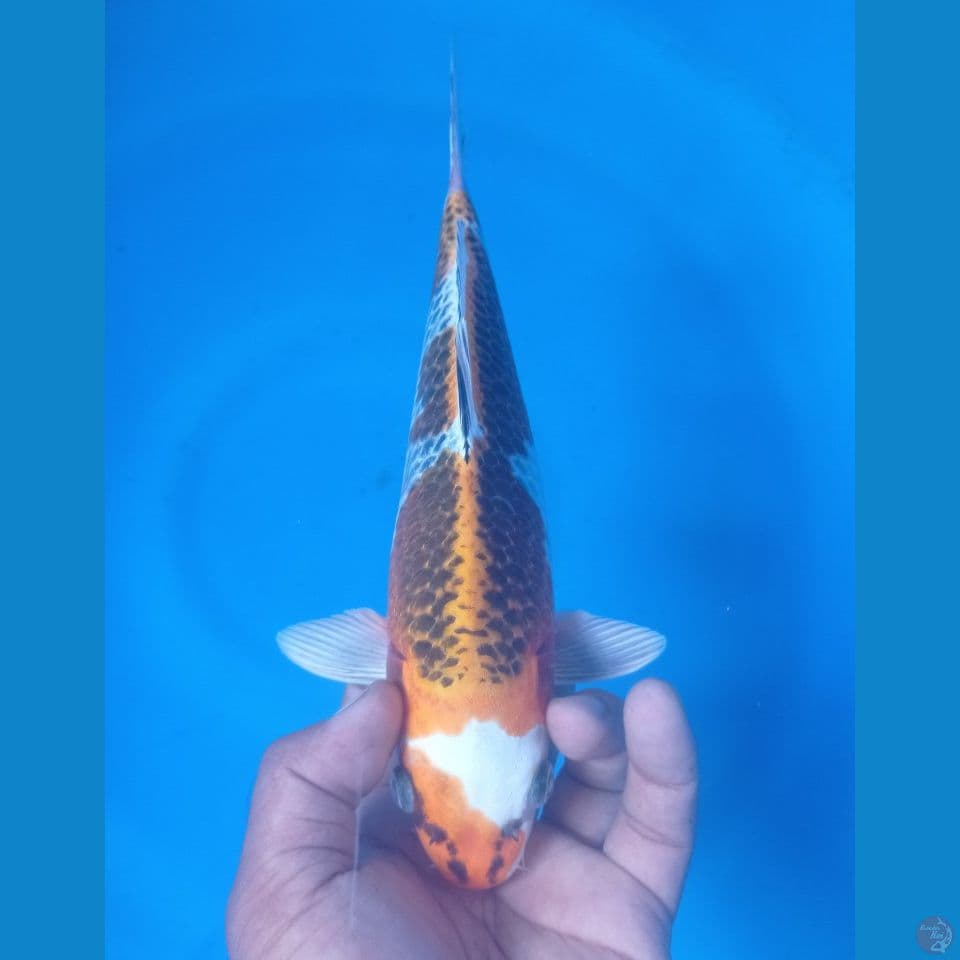GINGA 29CM