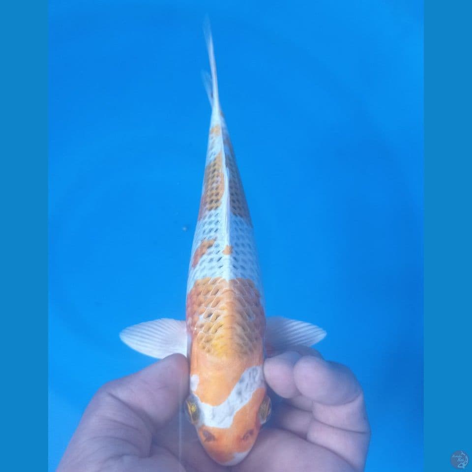 KIRIN 23CM