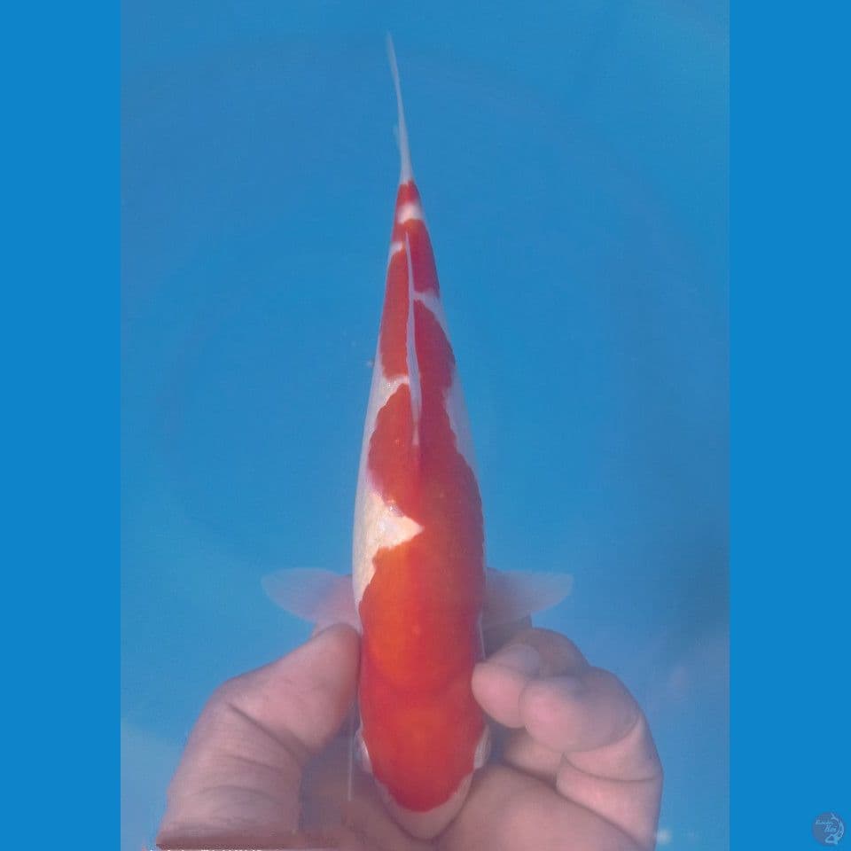 INAZUMA 23CM