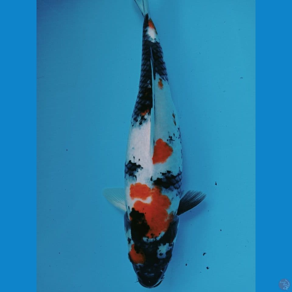 showa 42cm