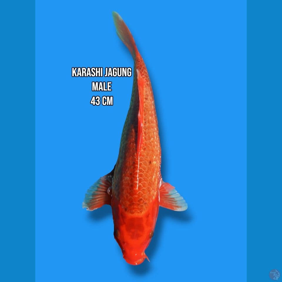karashi jagung