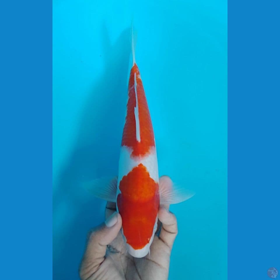 kohaku 2 step : 28cm.m