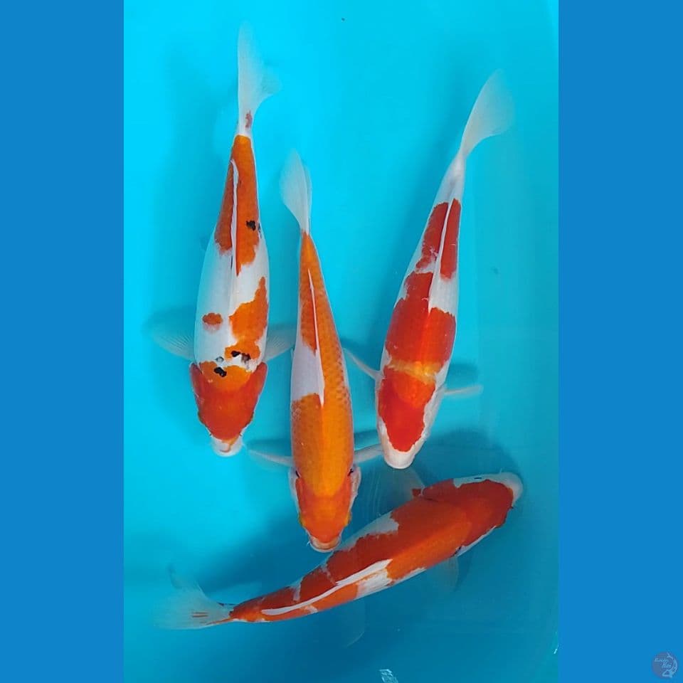 kohaku sanke : 30cm