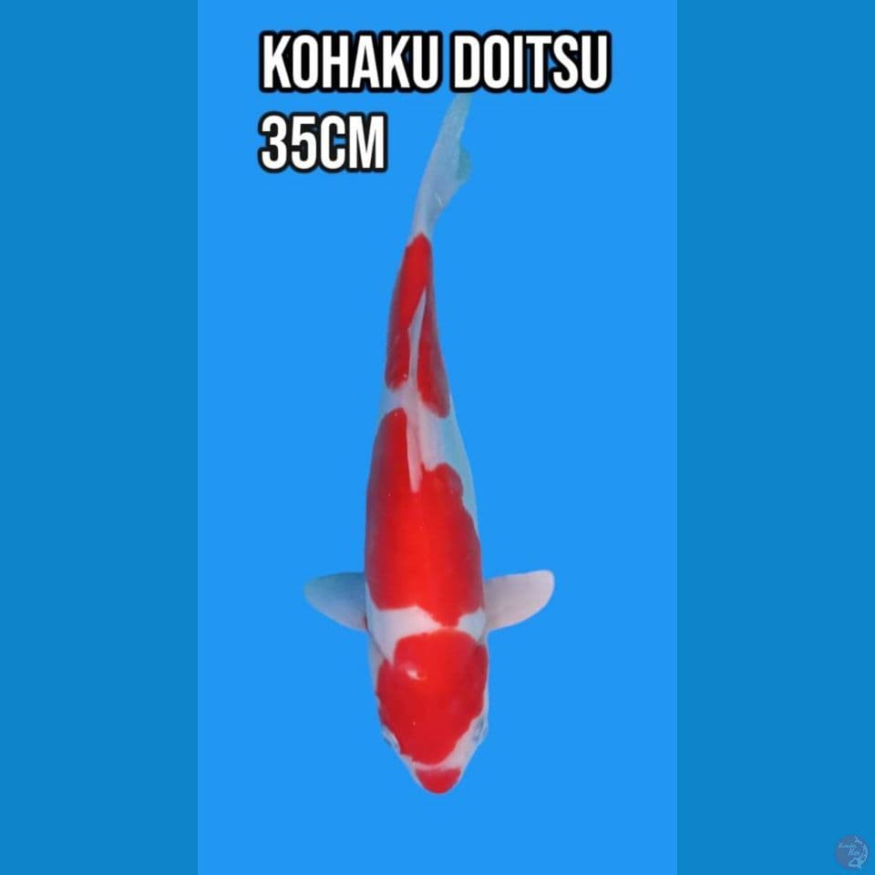 Kohaku Doitsu