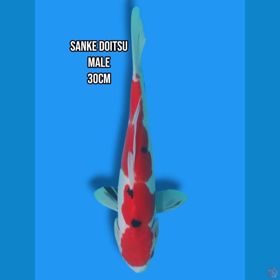 Sanke Doitsu