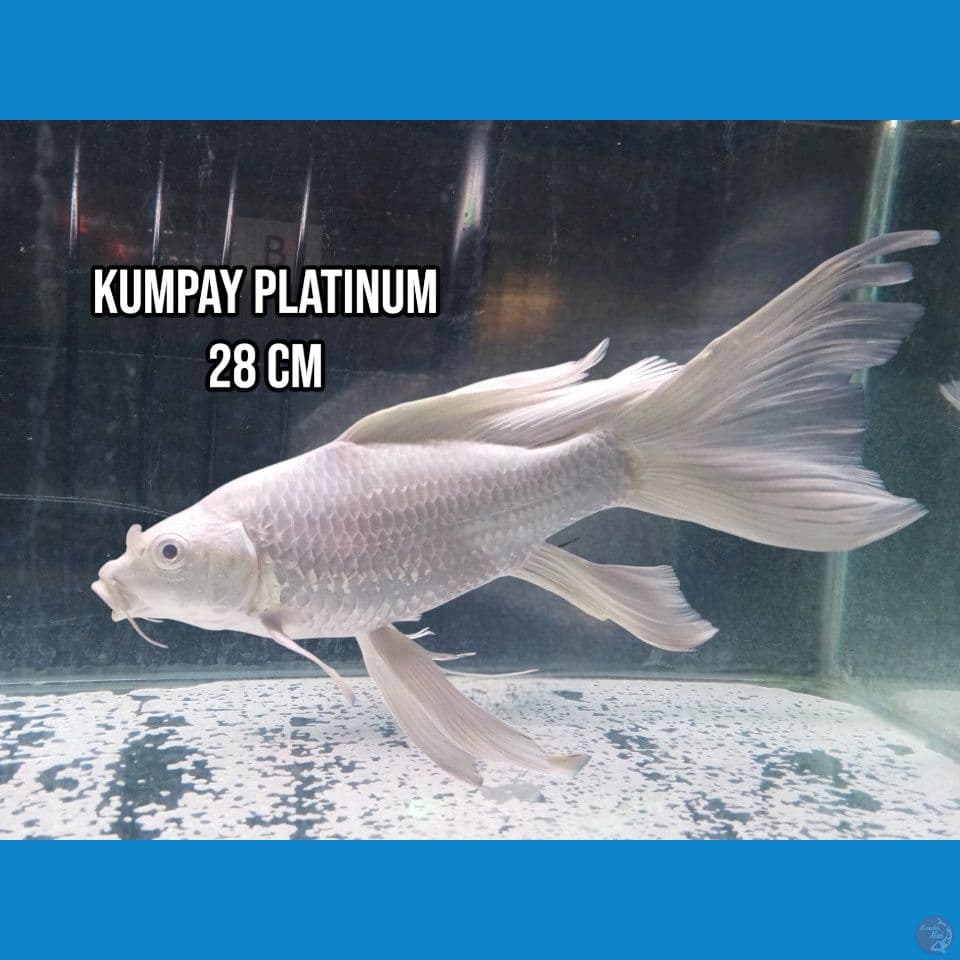 Kumpay Platinum