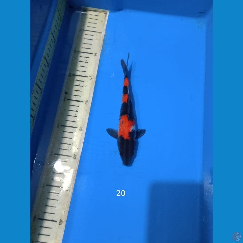 showa 20cm