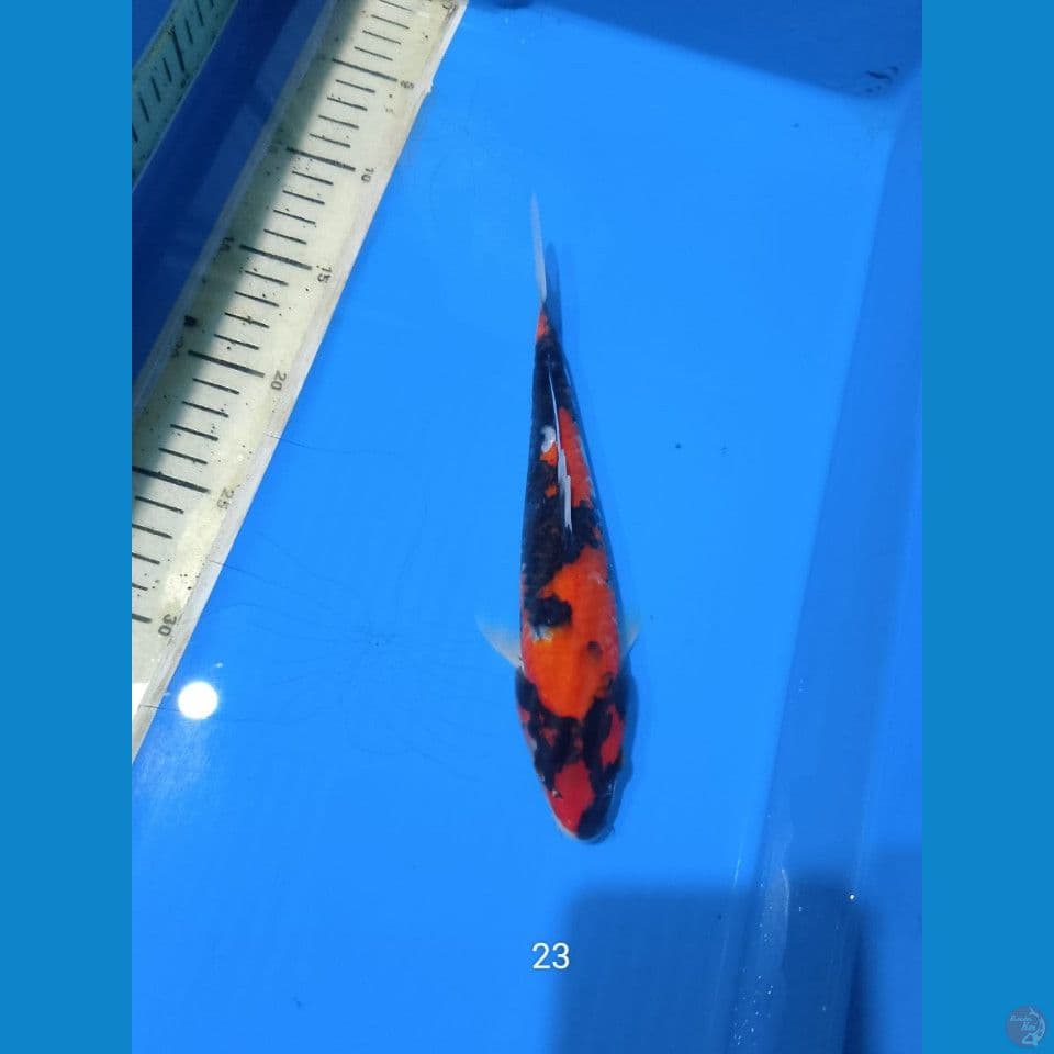 showa 23cm