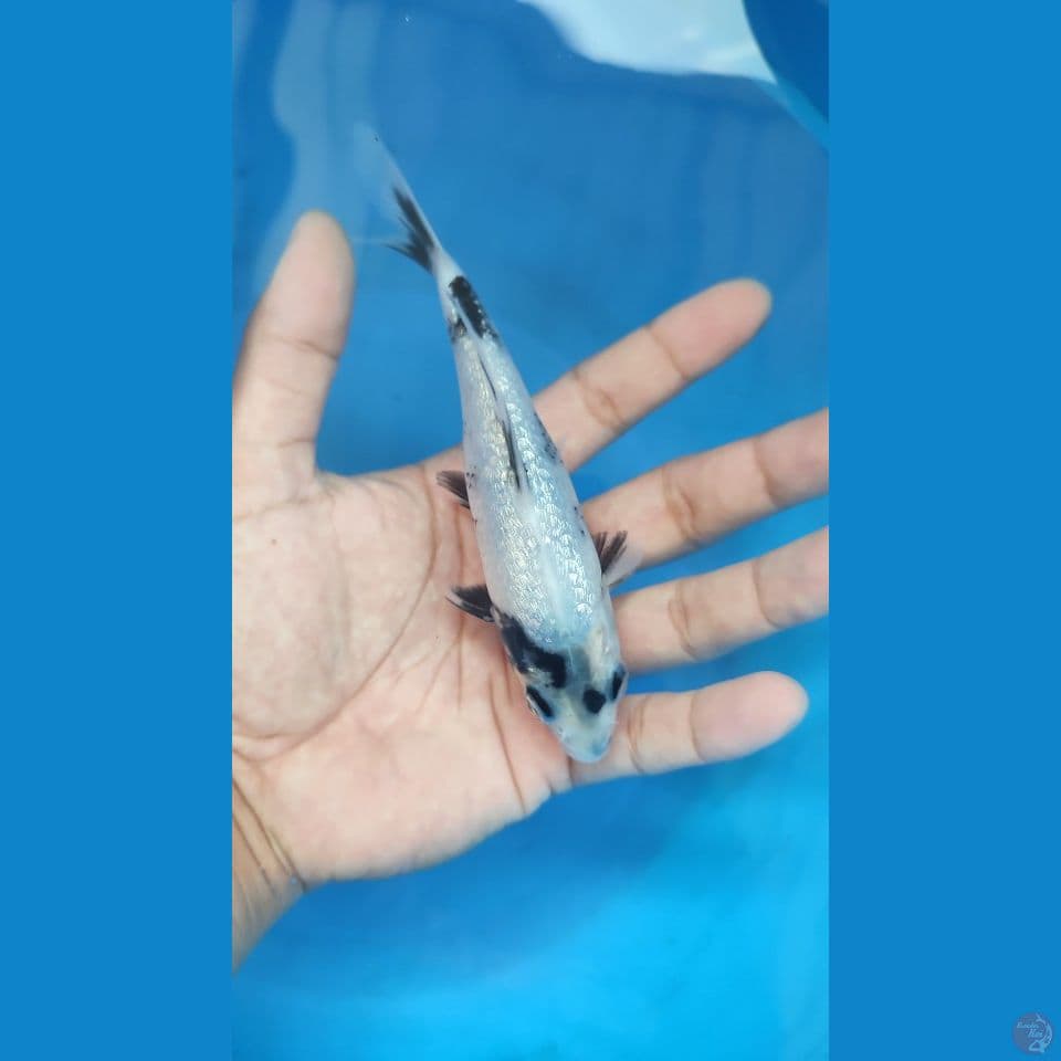 shiro ginrin bahan keeping 15cm