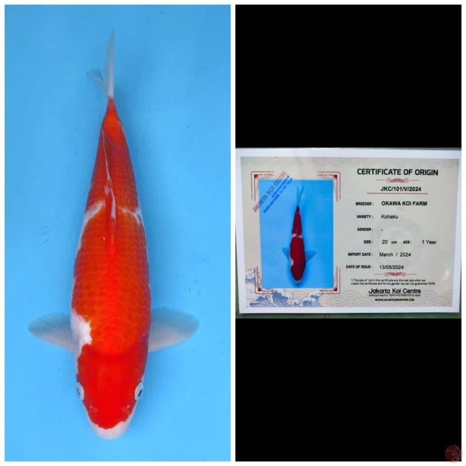Okawa Kohaku