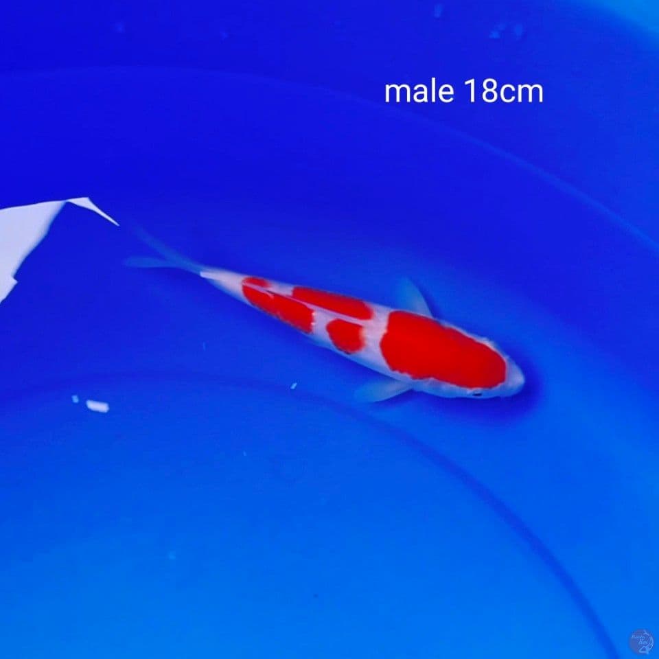 sq kohaku halus male 18cm