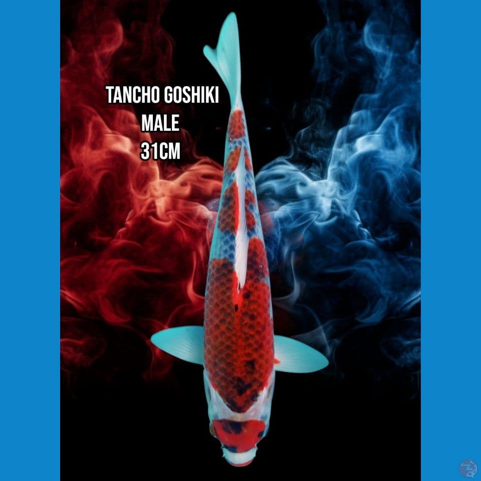 Tancho Gosiki
