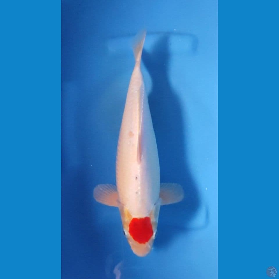 TANCHO KOHAKU ORY - BULKY 35CM