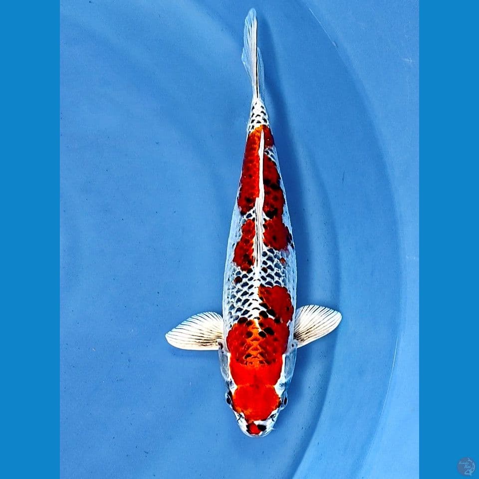 32cm