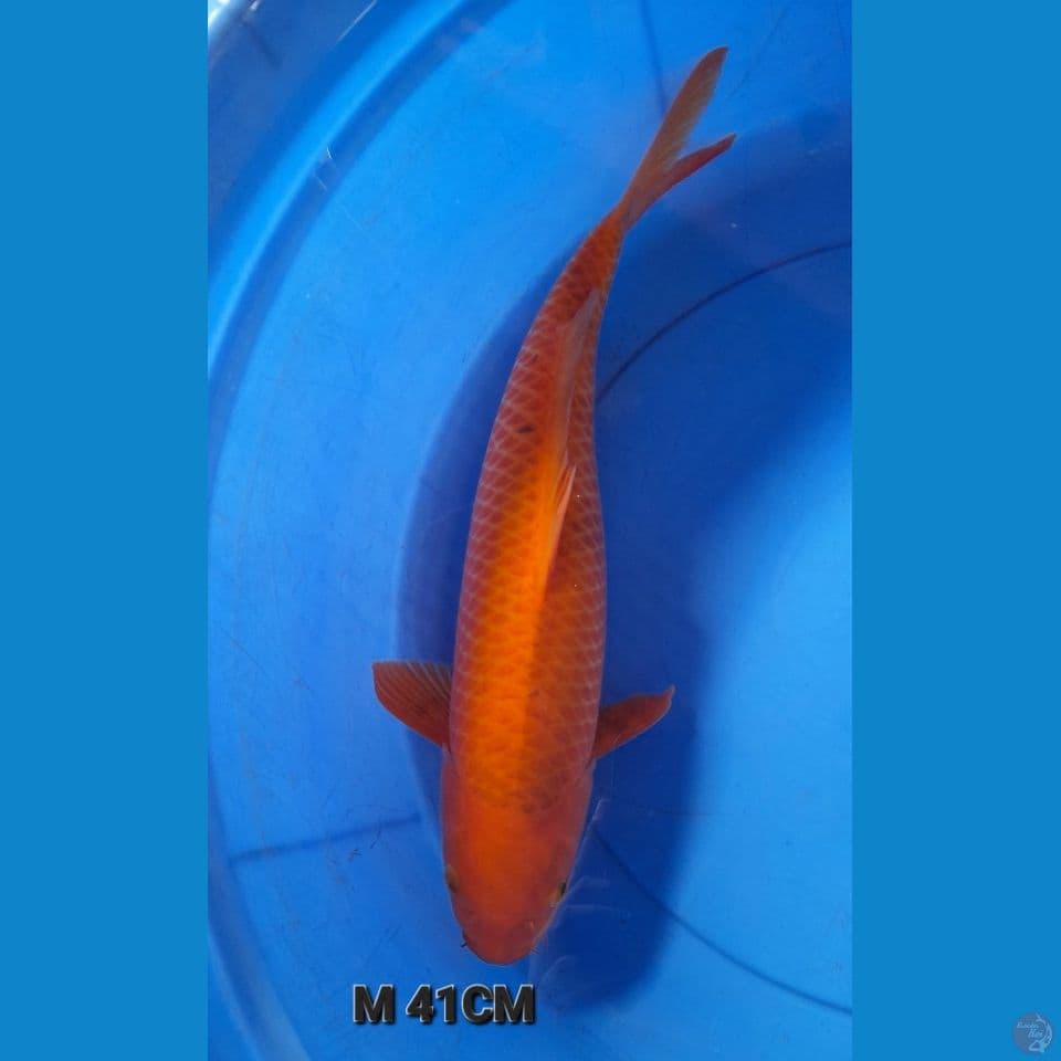 M41CM RED KARAMEL