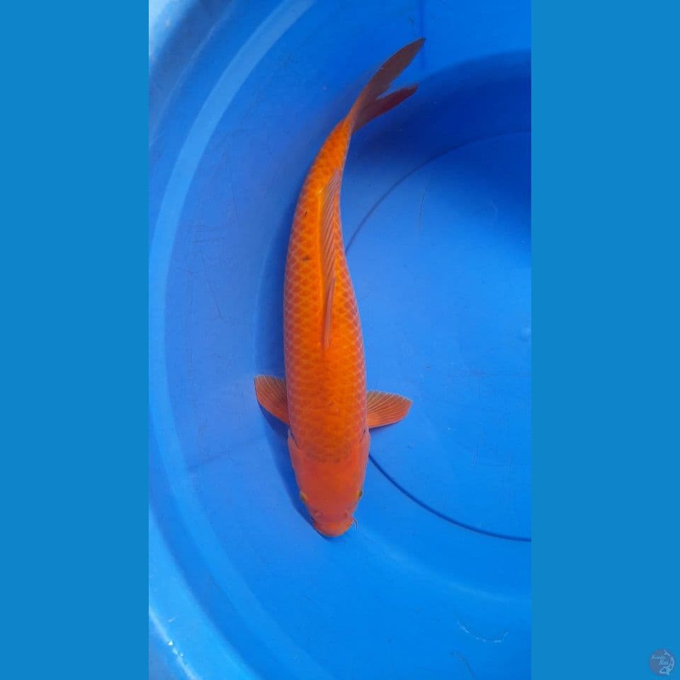 M41CM RED KARAMEL