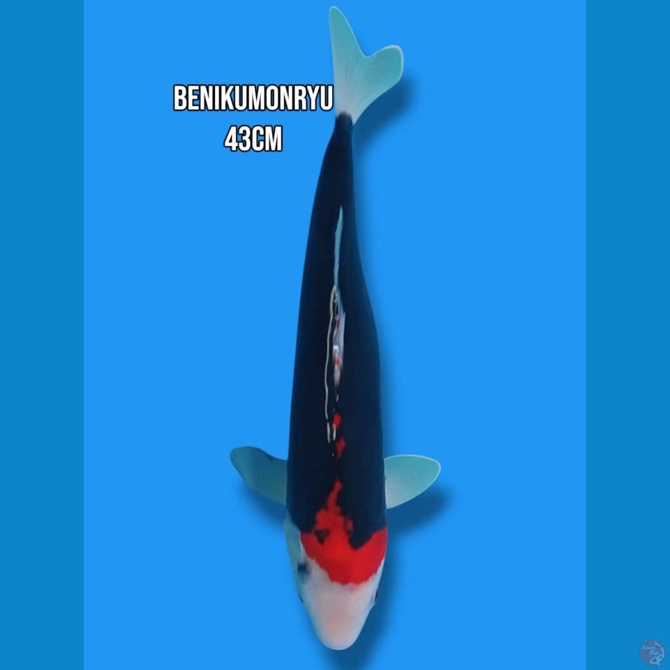 benikumonryu