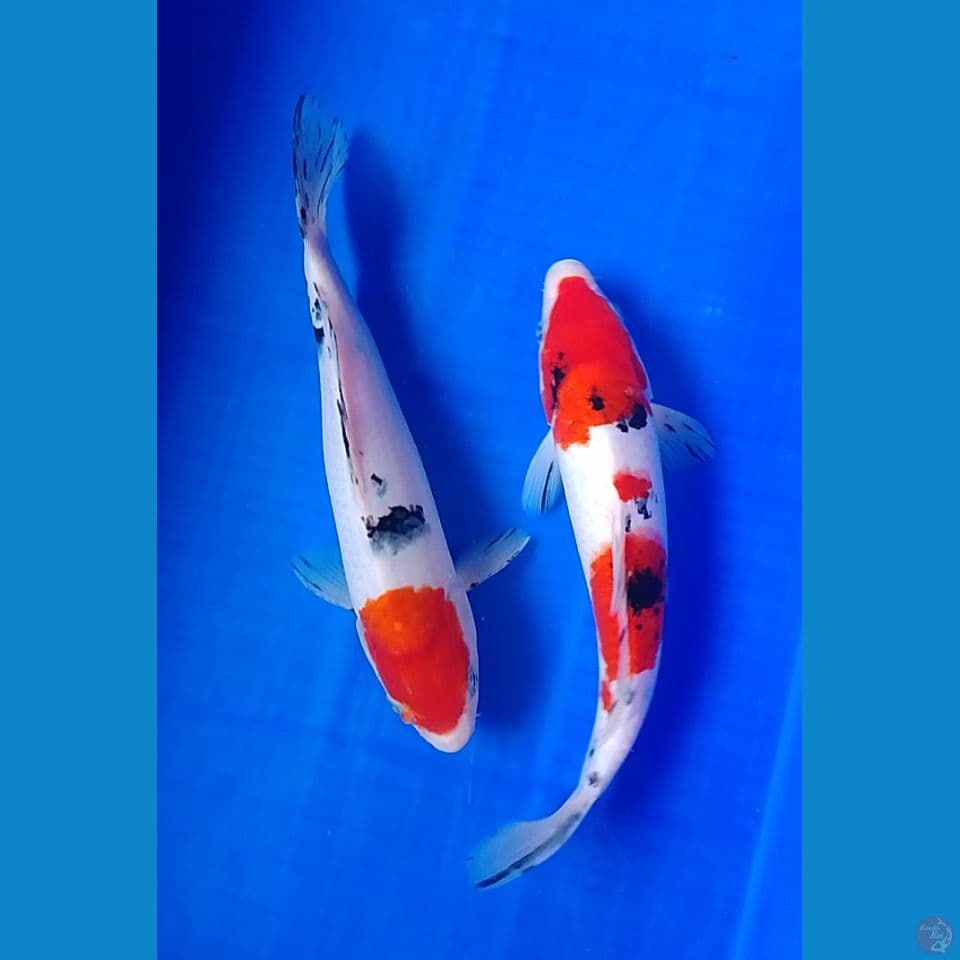 sanke size : 27 28cm