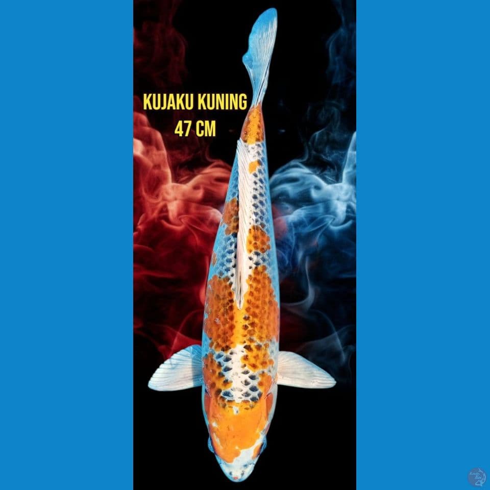 Kujaku kuning