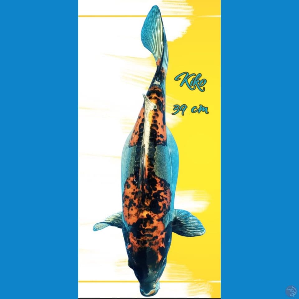kiko
