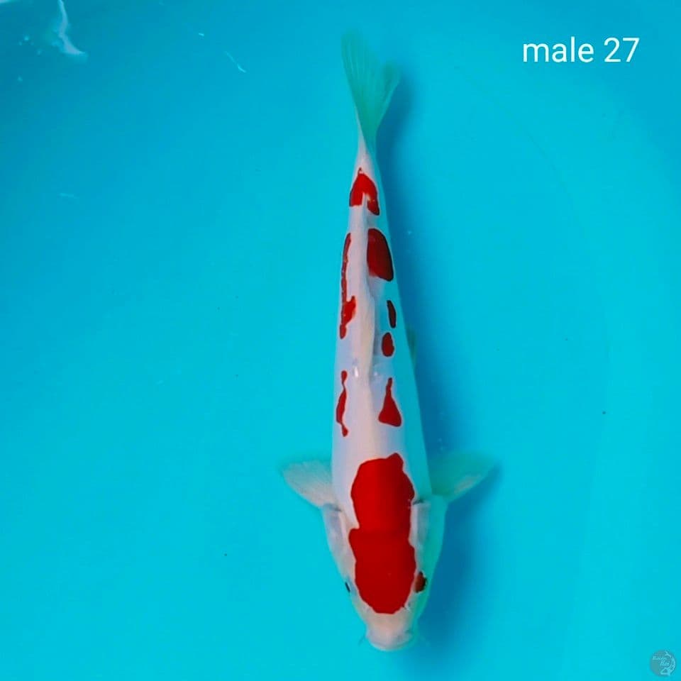 pure doit male 27cm