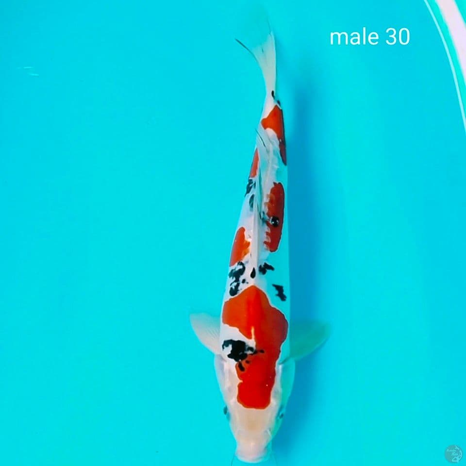 pure doit male 30cm