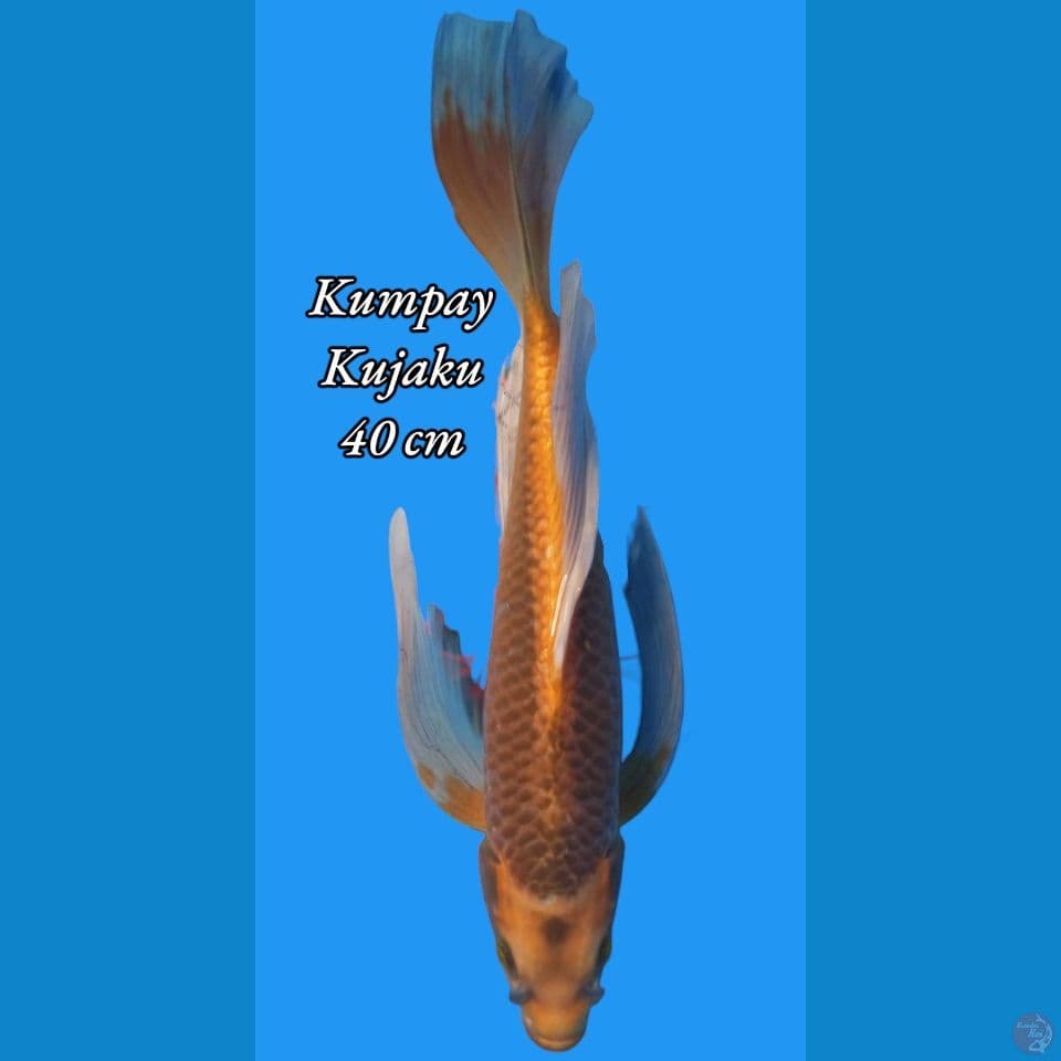 Kumpay Kujaku