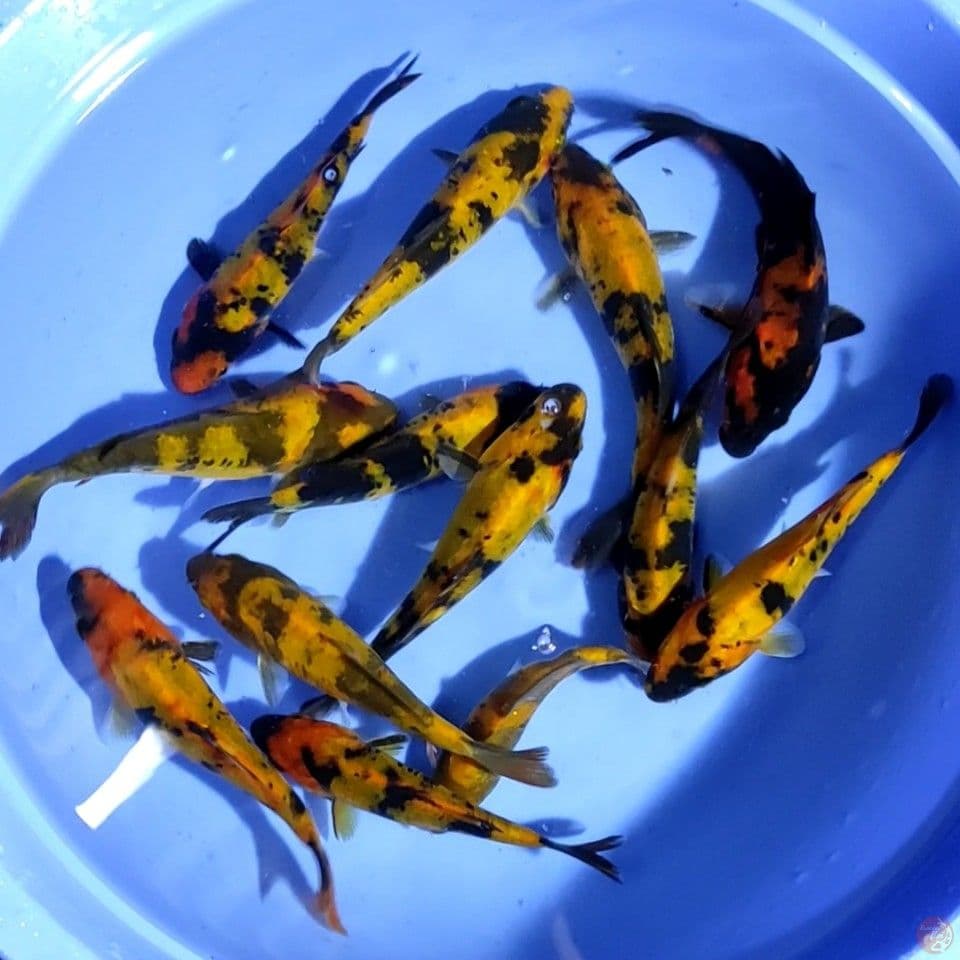 PAKET HI UTSURI DOITSU 13EKOR 11-15CM