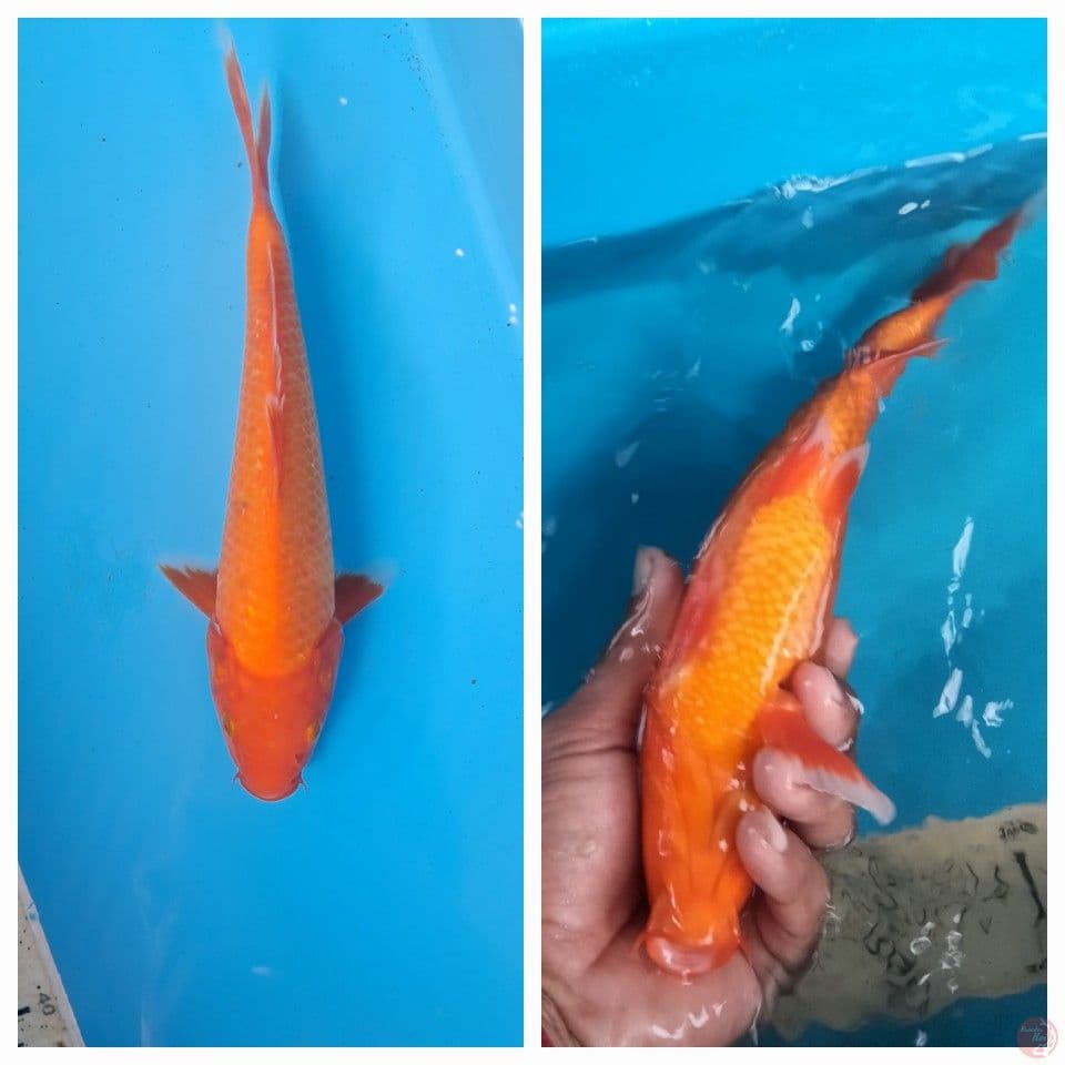 benigoi