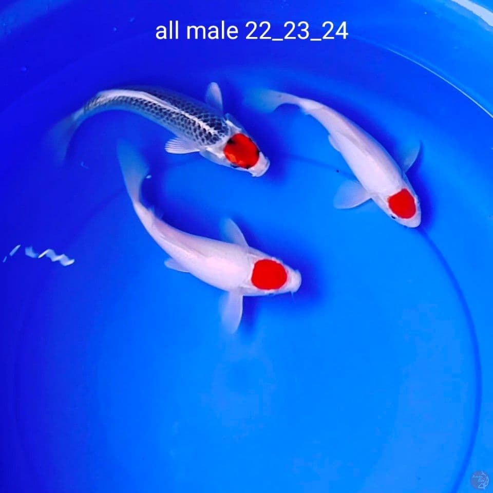 all male 22_23_24