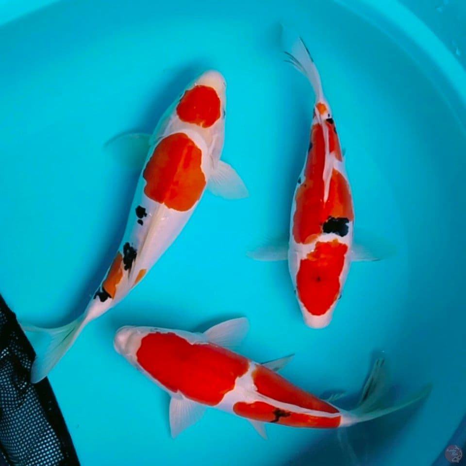 SB doit 25_27_30cm