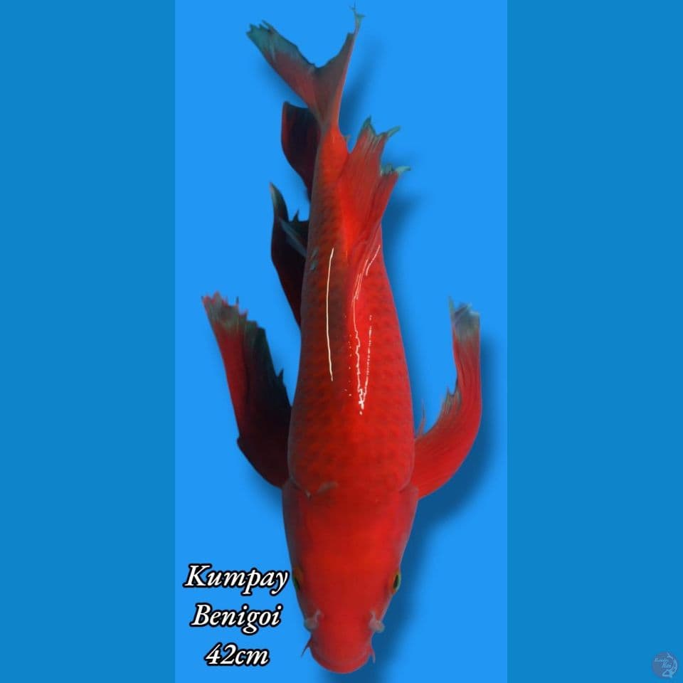kumpay Benigoi