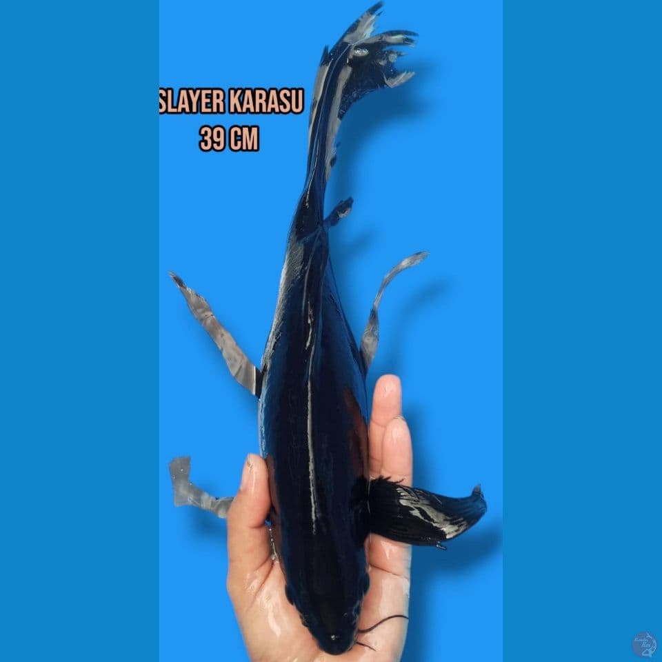 kumpay Karasu