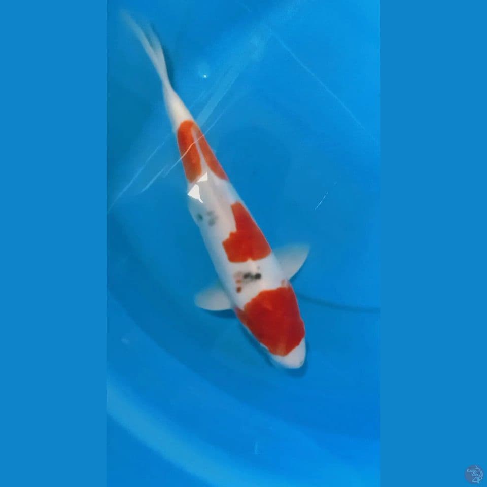 showa doitsu M 32 cm