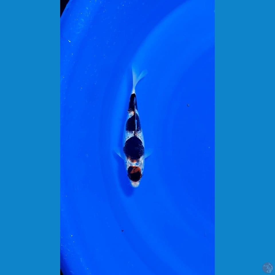 GOROMO