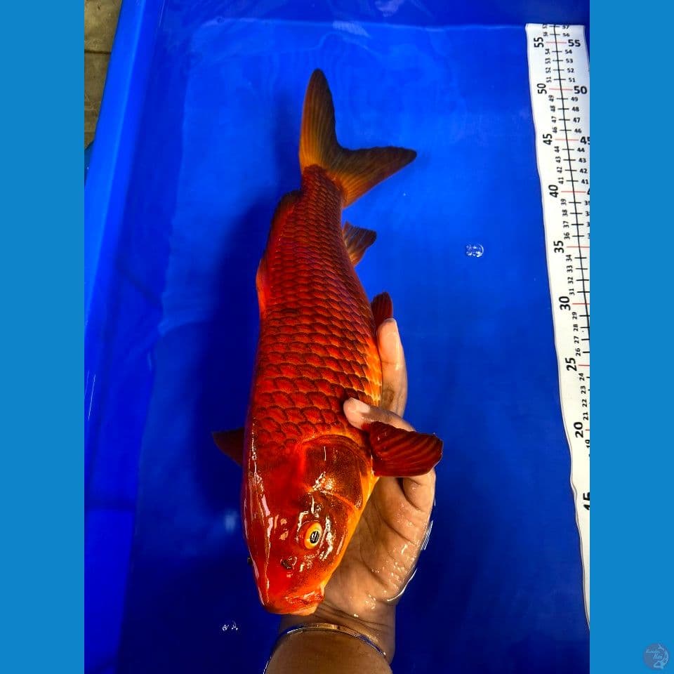38cm jantan sisik naga