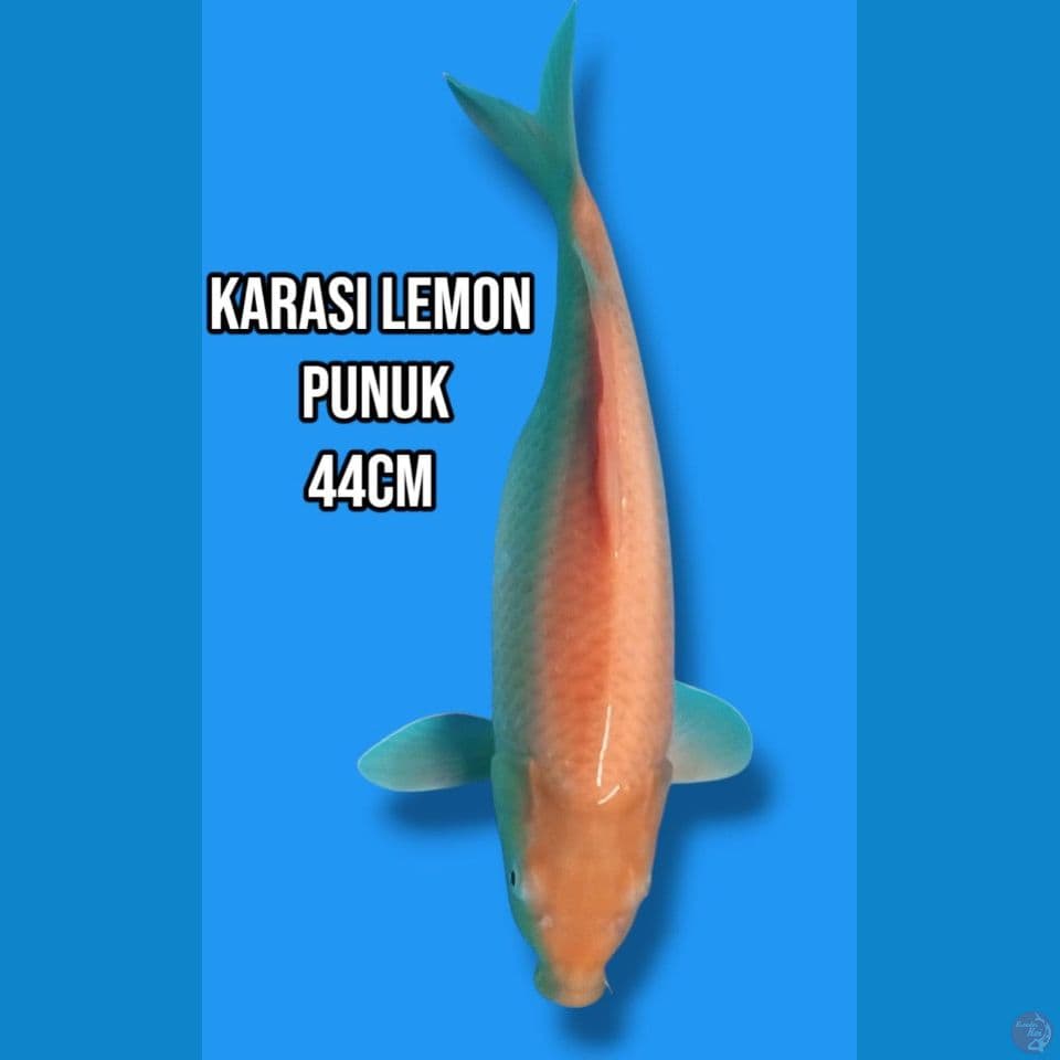 karasi lemon punuk